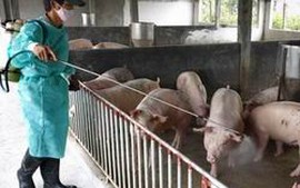 Bộ NNPTNT yêu cầu 14 địa phương phòng, chống dịch lợn tai xanh